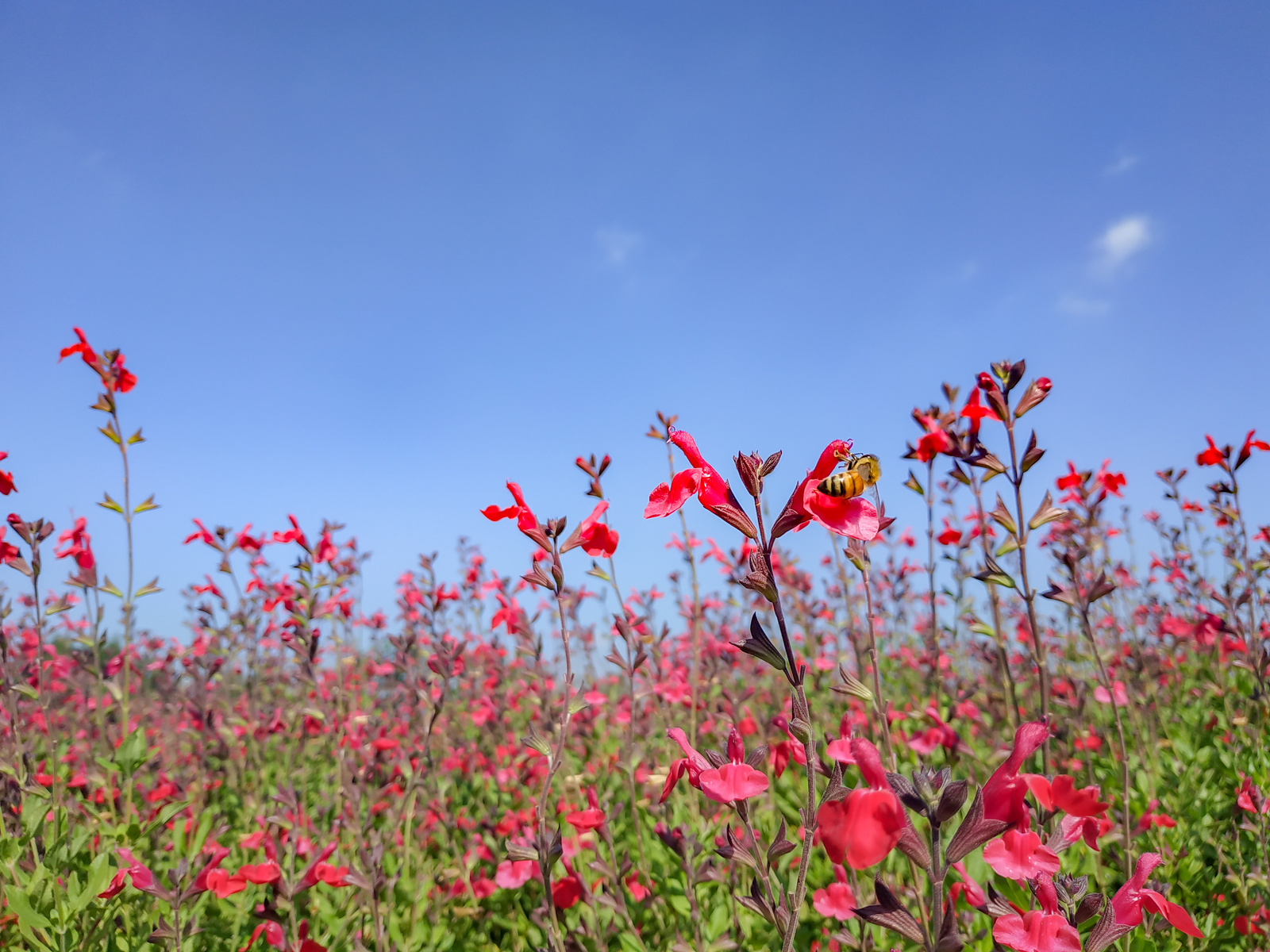 Flower and Sky